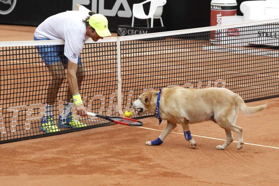 Perros abandonados son «recogebolas» de Tenis en Brasil