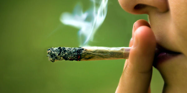 OMS prepara informe del uso medicinal de la Marihuana