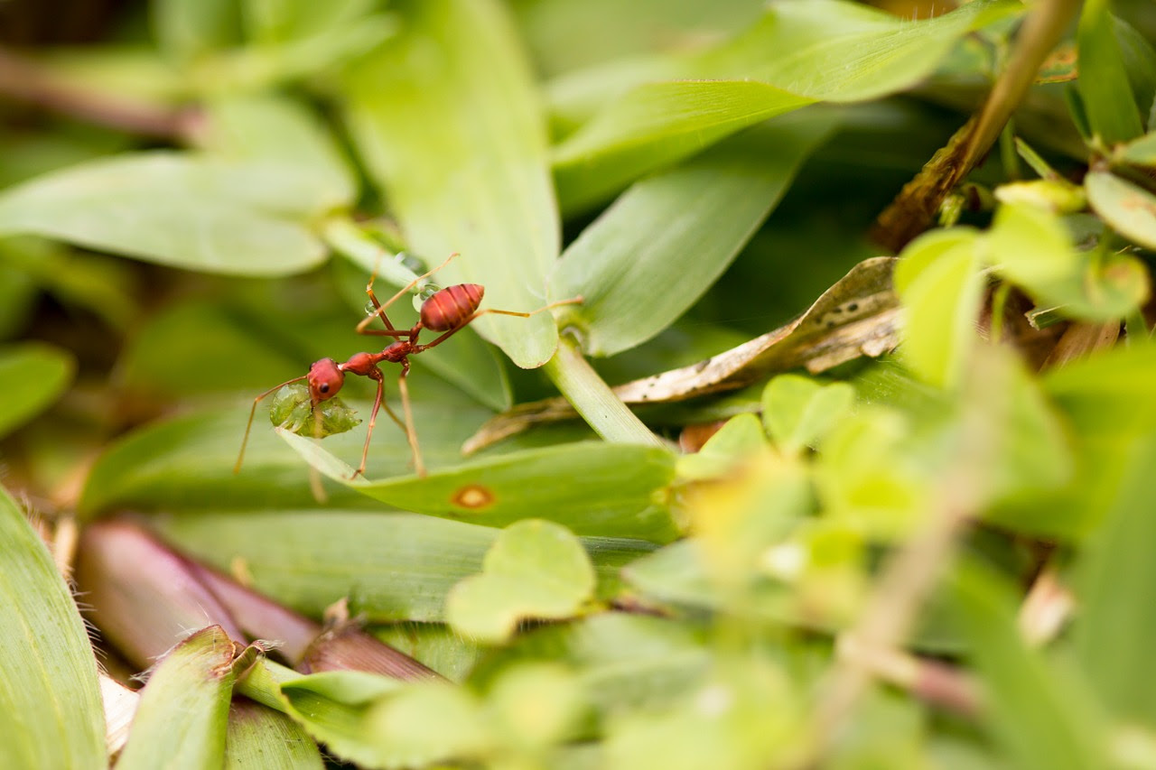 Las hormigas también producen gases de efecto invernadero
