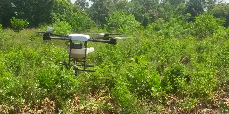 La erradicación de coca con helicópteros para mayor efectividad