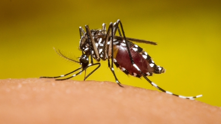 Ministro de salud anuncia posibles aumentos del Dengue
