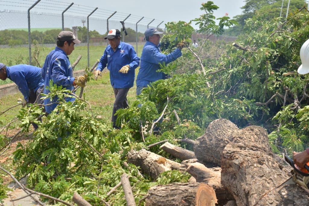 Alcaldía de Valledupar lidera poda y erradicación de árboles que afectan operaciones del aeropuerto Alfonso López