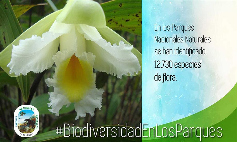 19.228 especies de fauna y flora se protegen en los Parques Nacionales Naturales de Colombia