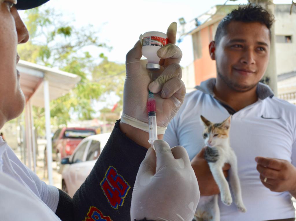Arranca campaña masiva de esterilización de perros y gatos abandonados en Soledad