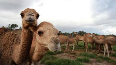 Alrededor de 10 mil camellos en Australia serán sacrificados en ansias de aplacar la sed
