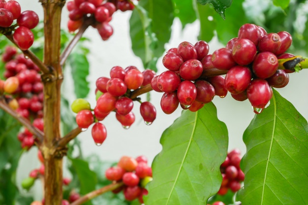 Costa Rica declara el café como símbolo nacional