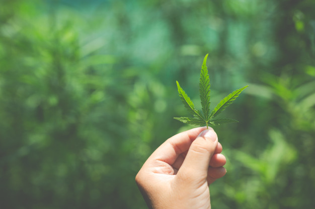El cannabis medicinal abre nuevas oportunidades a la economía colombiana