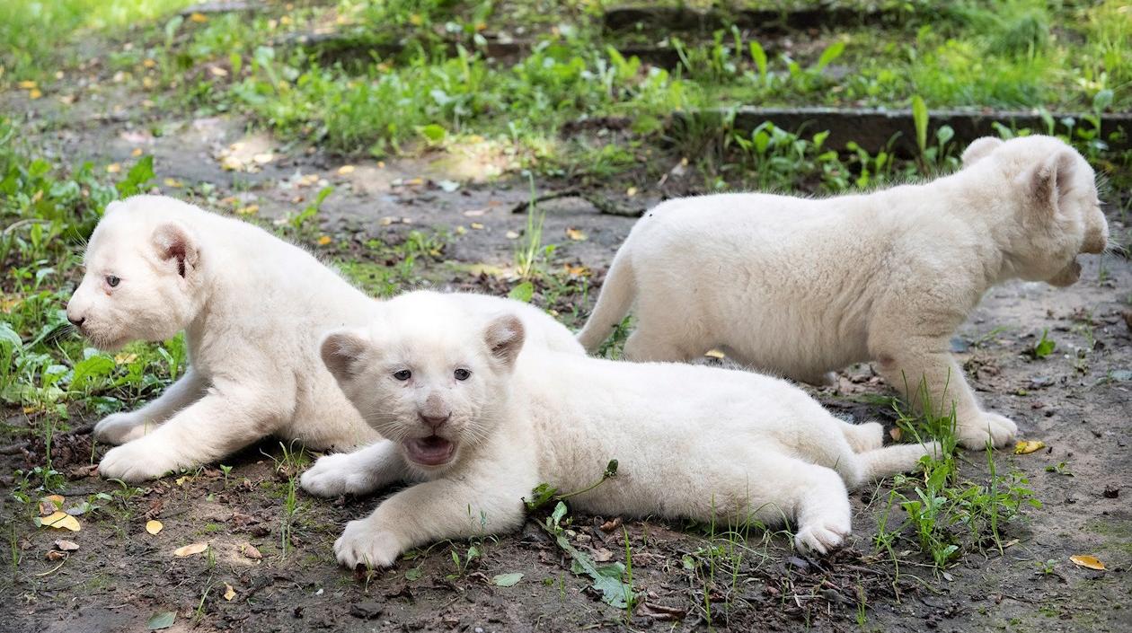 Tres leones blancos nacieron en zoológico de Hungría