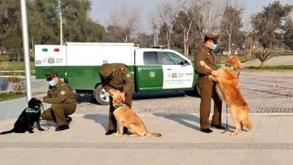 Carabineros de Chile entrenan perros para detectar el COVID-19