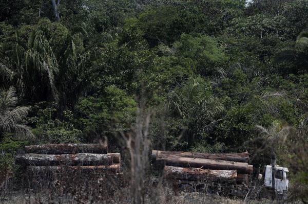 Plantean prohibir deforestación en la Amazonía brasileña durante cinco años