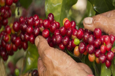 La producción de café aumentó un 4 % en agosto