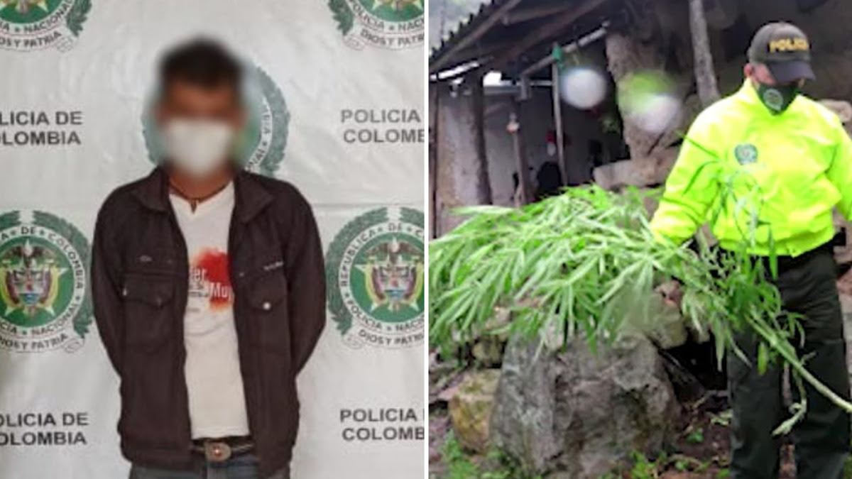 Capturan hombre que cultivaba marihuana en finca de Santander