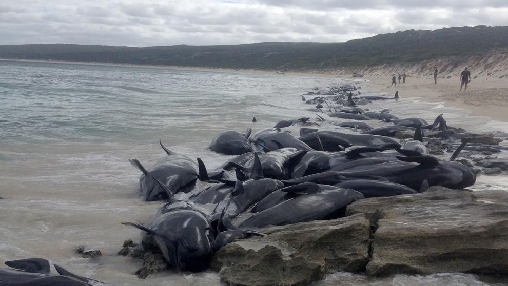 El mayor varamiento masivo registrado de ballenas  en Australia