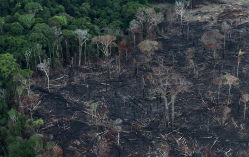 El Amazonas puede convertirse en un ecosistema tipo sabana