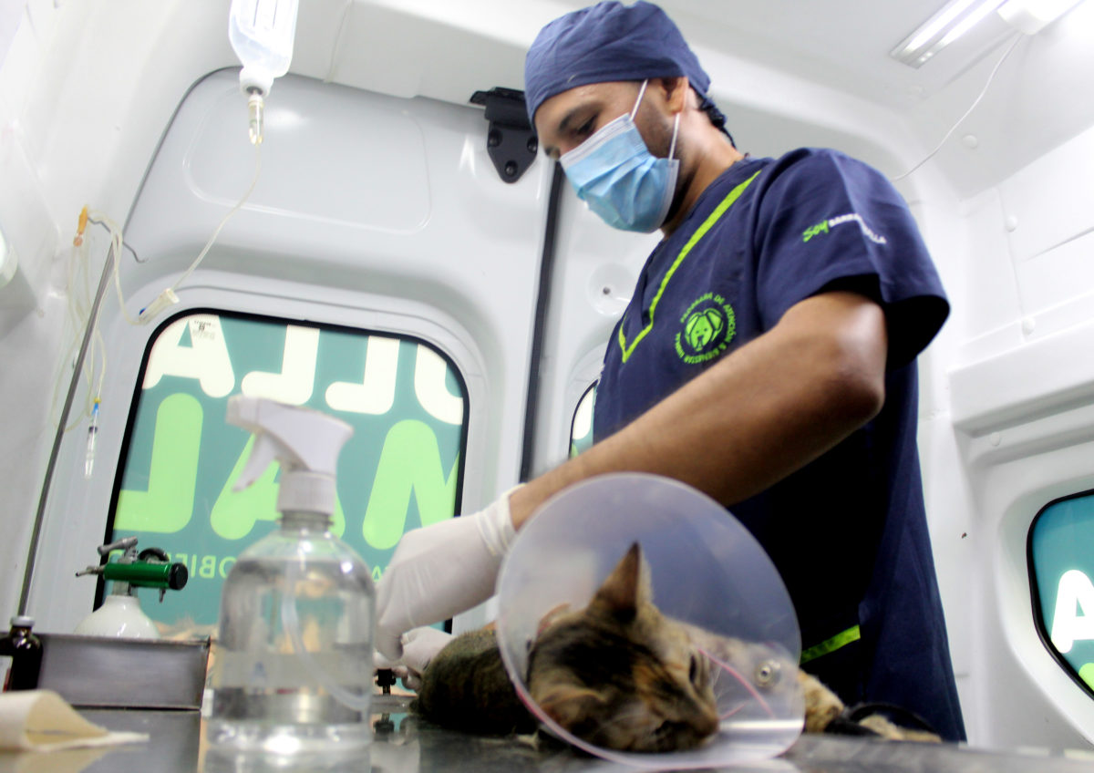 Jordana de esterilización gratuita de caninos y felinos en Barranquilla