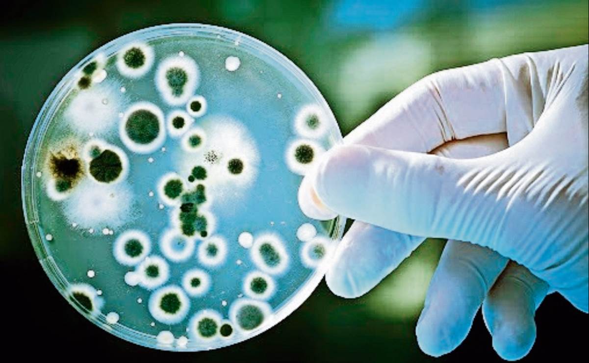 Escape de la bacteria Brucelosis en un laboratorio chino