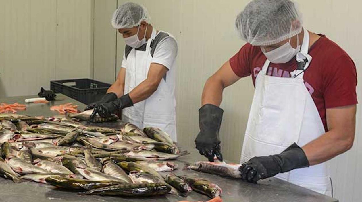 El pescado colombiano contará con sello de calidad para aumentar las exportaciones