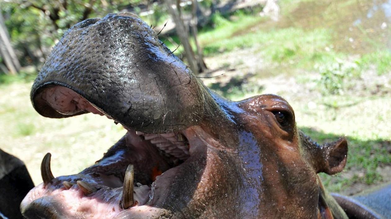 Para evitar castración, hipopótamos de Pablo Escobar fueron declarados «personas jurídicas»