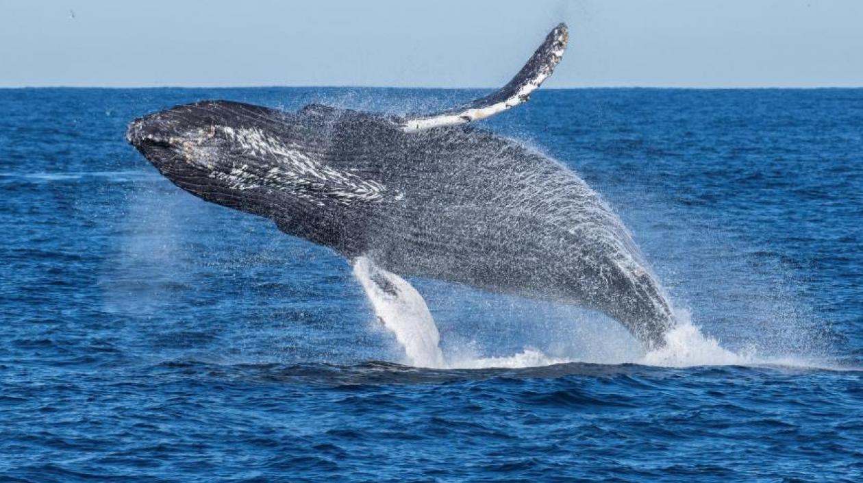 Las ballenas son cruciales para la salud del ecosistema marino