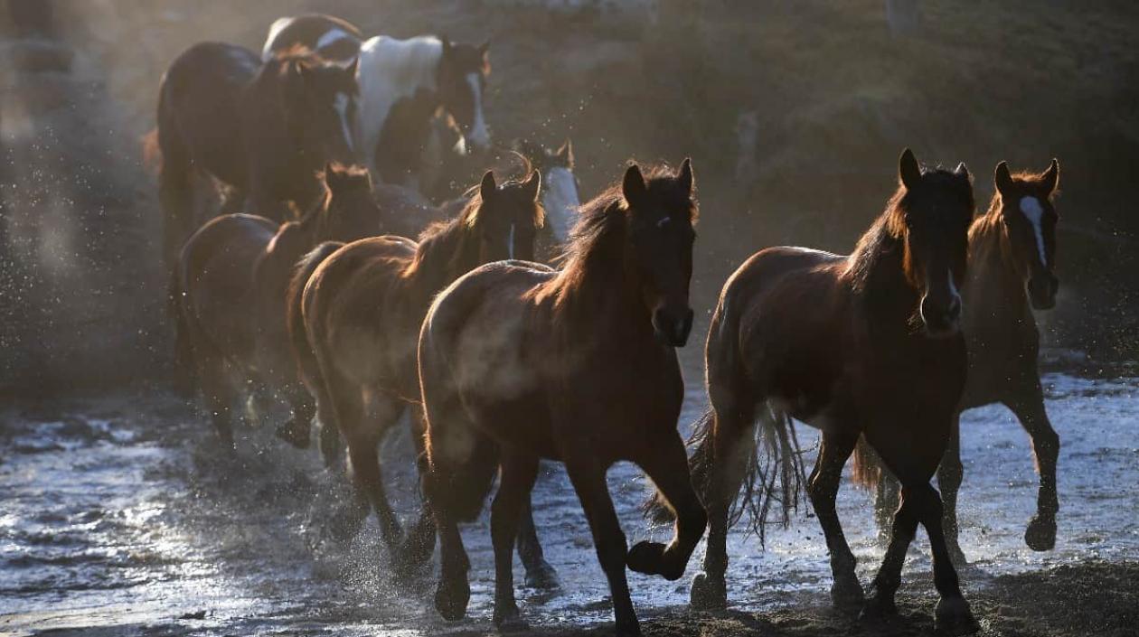 Australia se prepara para sacrificar unos 10 mil caballos salvajes