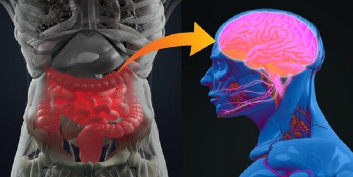 Un estudio genético revela la relación entre la salud del cerebro e intestino