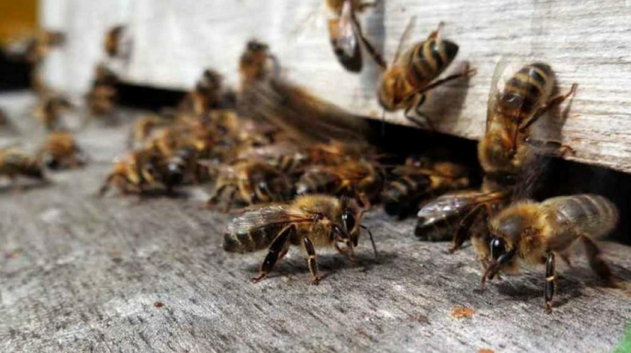 Ataque de abejas africanizadas en Suan, Atlántico dejó un muerto y dos heridos