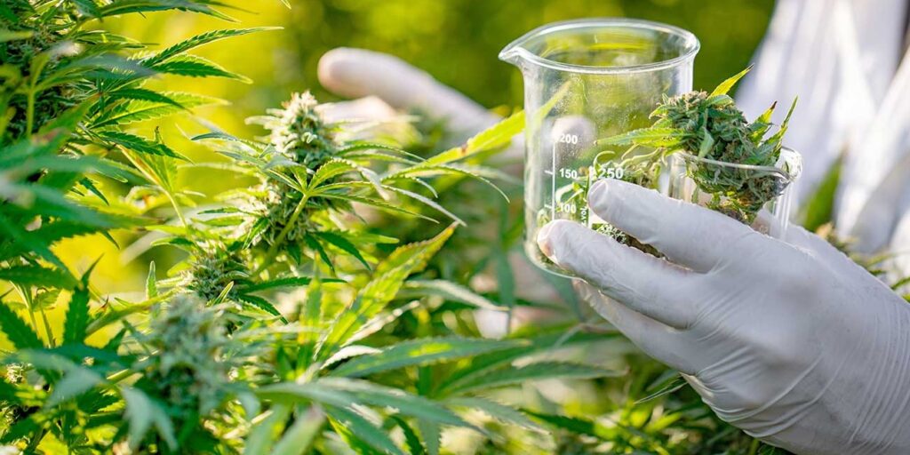 Estudio revela que compuestos del cannabis pueden prevenir el Covid-19