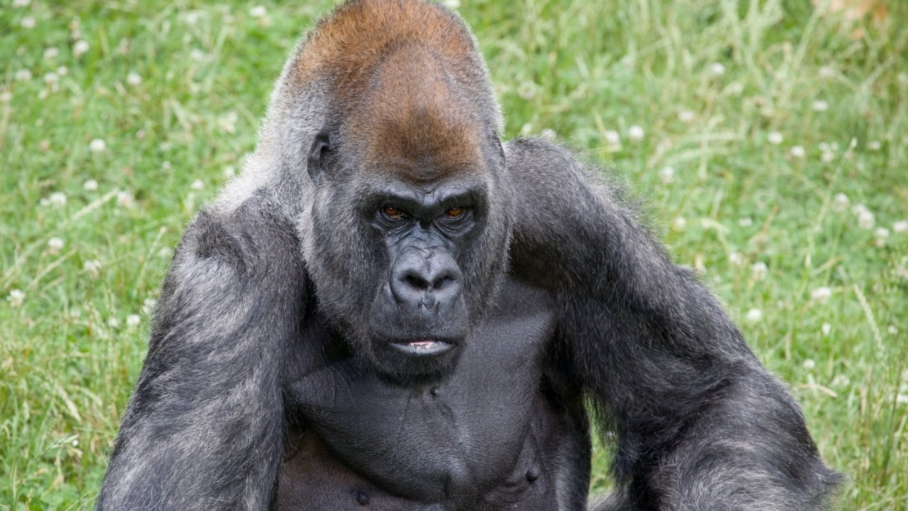 El gorila macho más viejo del mundo murió