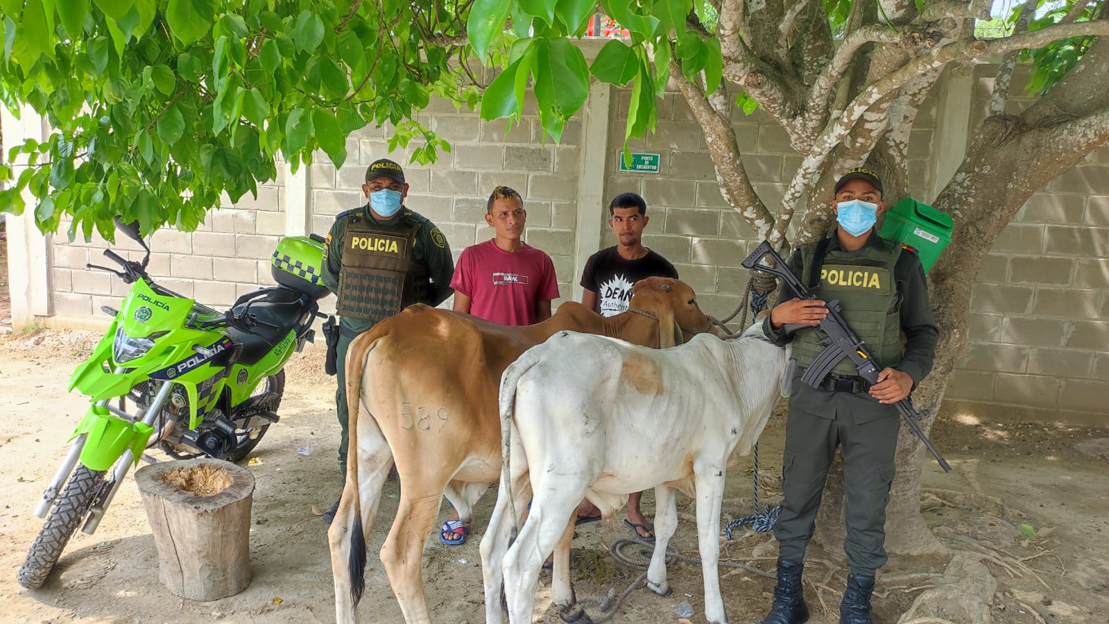 En el municipio de suan capturan a dos sujetos en flagrancia hurtando dos terneros y los transportaban en una carretilla