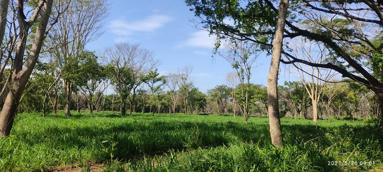 Colombia comprará 3 millones de hectáreas a ganaderos para reforma agraria