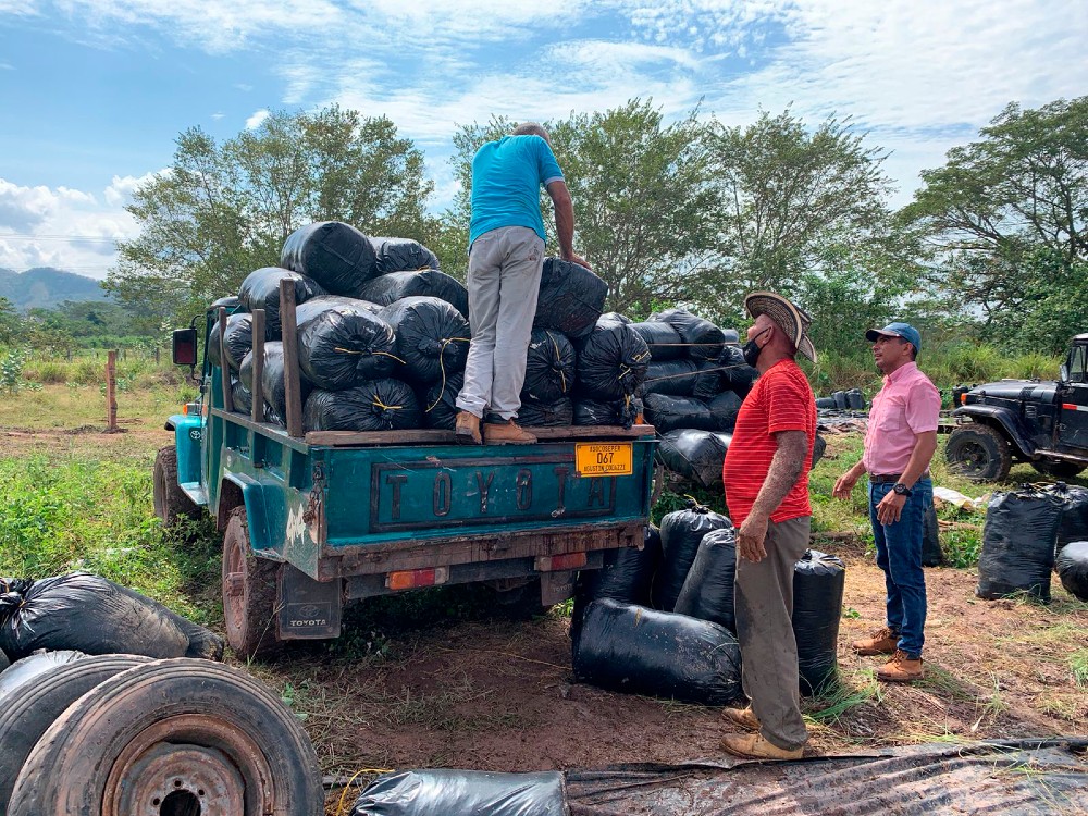 AGROSAVIA entregó 213 toneladas de ensilaje a los productores en el Caribe Seco colombiano