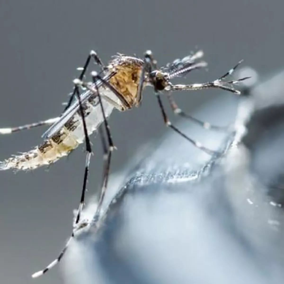 Gobernación del Atlántico activa estrategias contra casos de dengue en Galapa