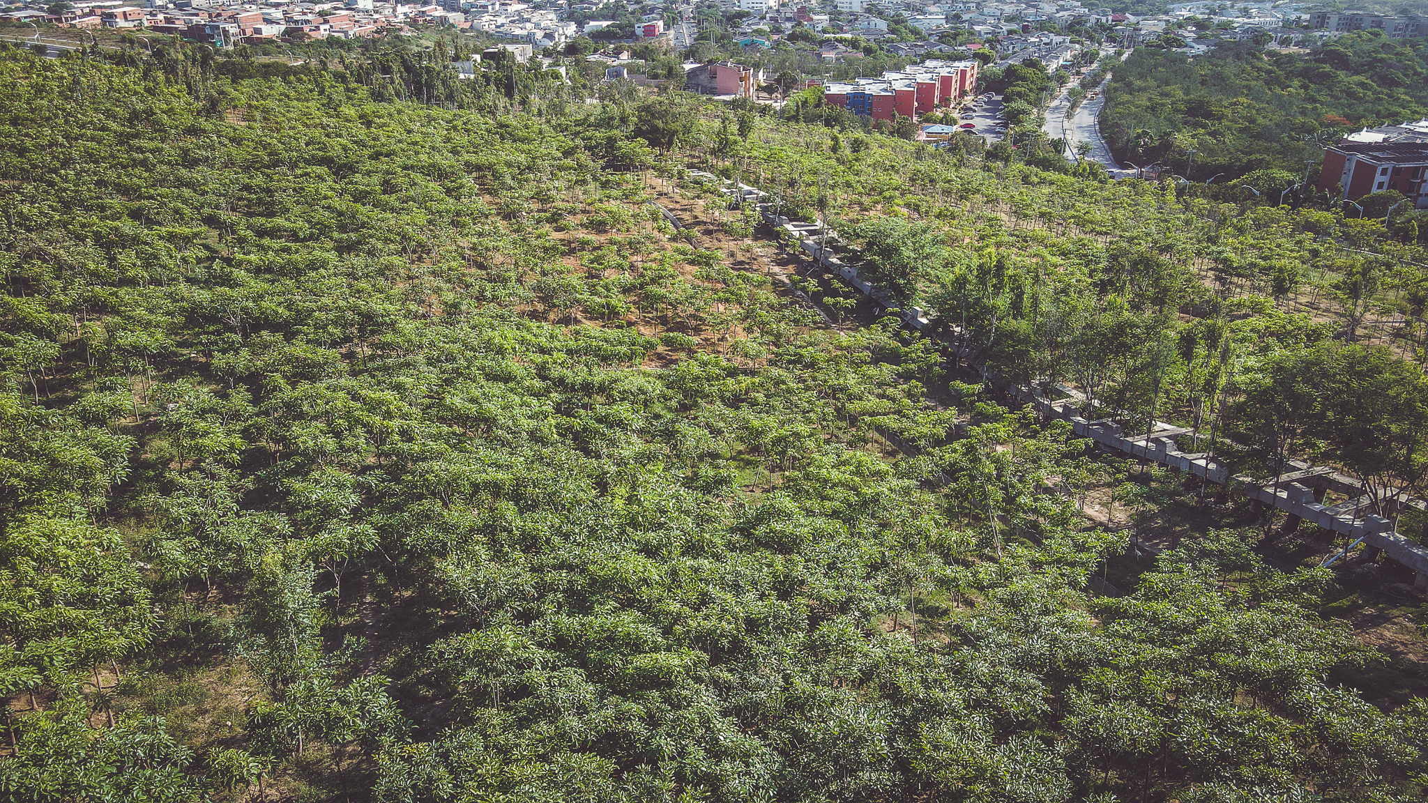 Aunque usted no lo crea, en Barranquilla tenemos bosques urbanos