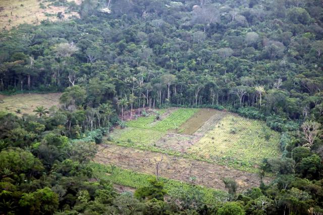 Colombia ha perdido 7.585 hectáreas de bosques por deforestación en seis meses