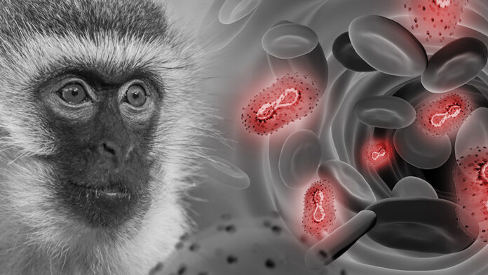 Perú llega a 834 casos de la viruela del mono