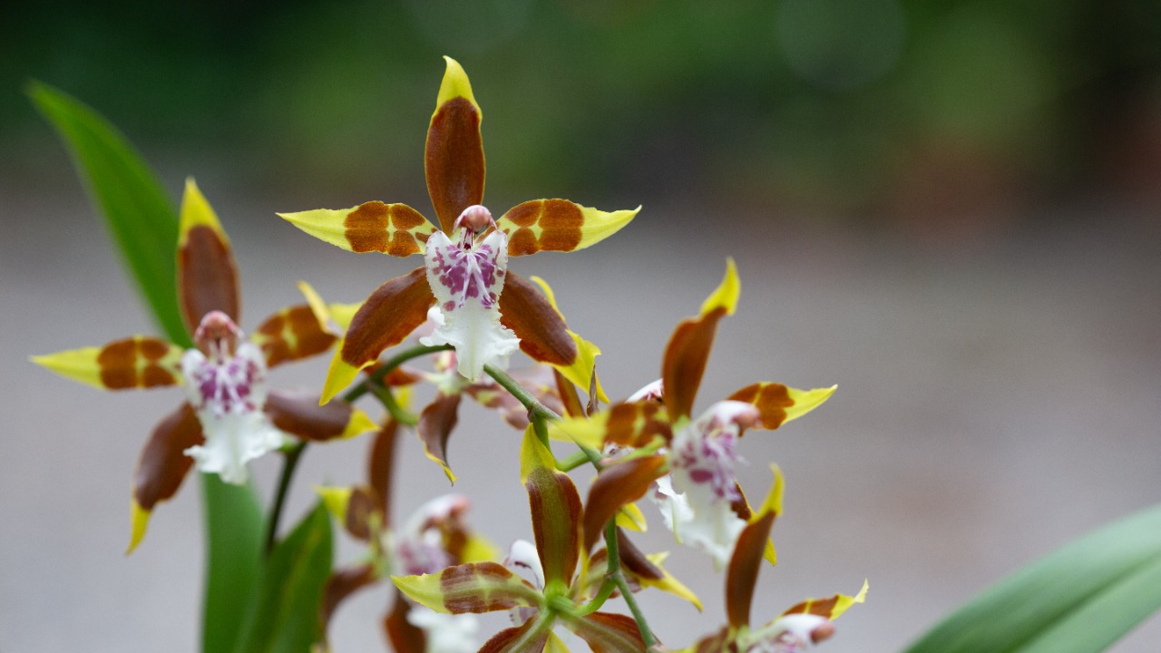 Después de dos años de pandemia vuelve la exposición de orquídeas a Bogotá