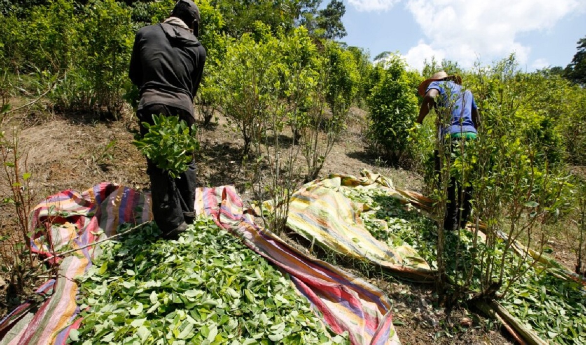 Cultivos de coca se disparan en Colombia con crecimiento del 43 % en 2021