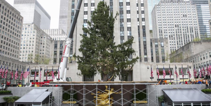 LLego el Árbol de Navidad al Rockefeller Center de Nueva York