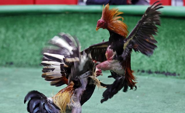 Las peleas de gallos, un espectáculo atrapado en el tiempo