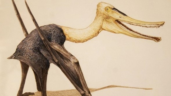 Fósil de pterosaurio fue descubierto con características muy distintas a las usuales