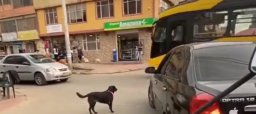 Ocupantes de un vehículo intentaron abandonar una perrita en Suba – Bogotá