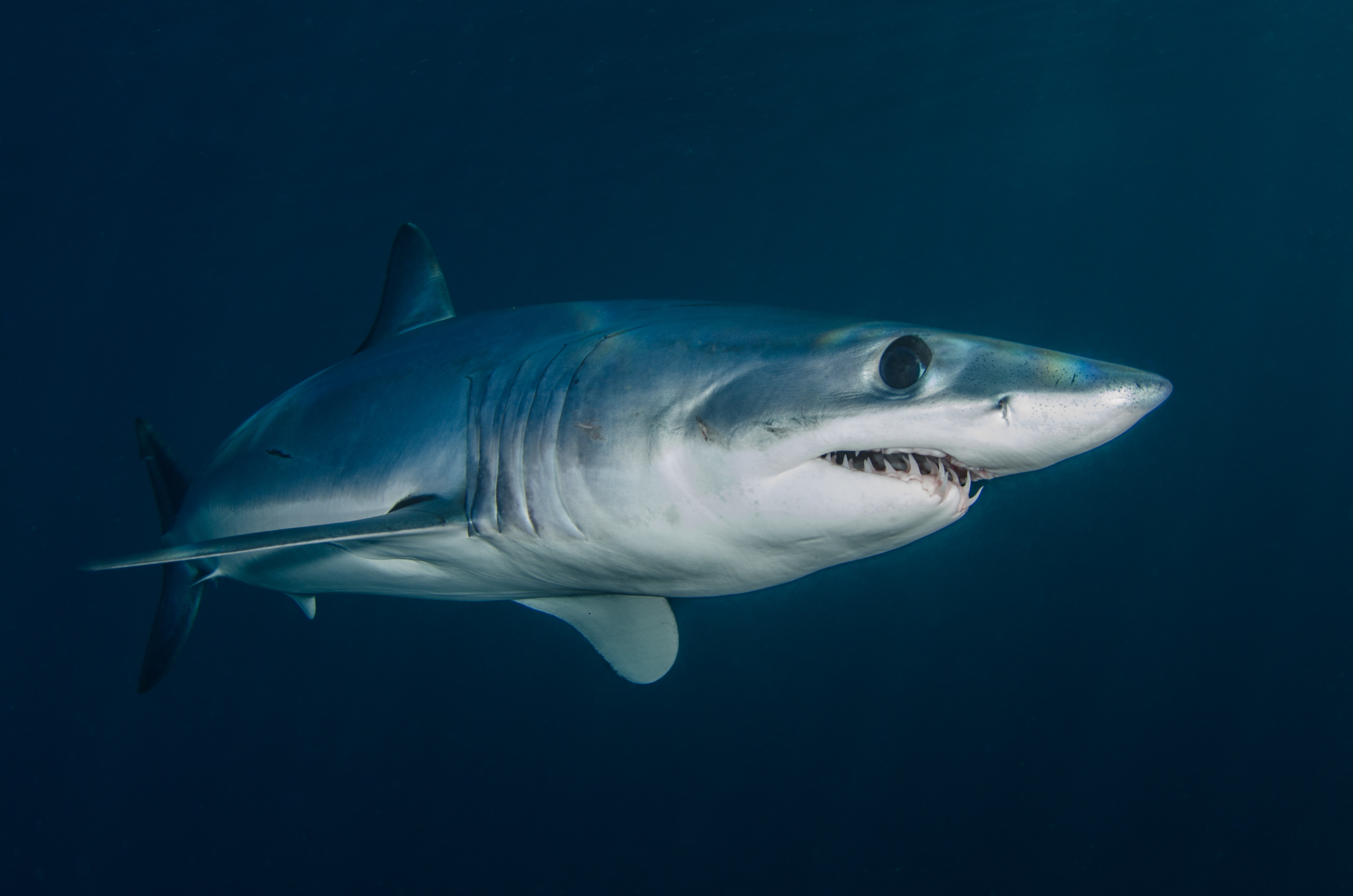 Mortal ataque de tiburón a una joven de 16 años en Australia