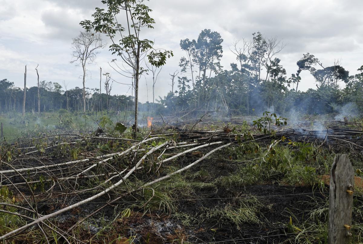 Políticas efectivas detendrían la deforestación en Colombia al 2040