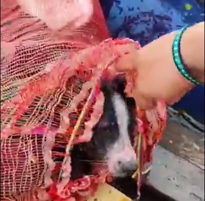 Metieron al perro en un costal con basura y tiraron al río Magdalena: turistas lo rescataron y adoptaron (Ver Video)