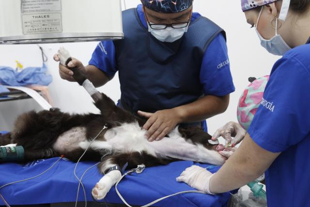 Realizan por primera vez en Colombia una valvuloplastia pulmonar en un perro
