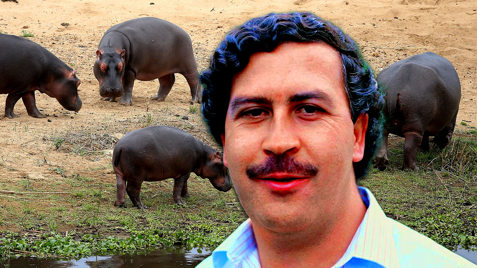 Se propone la «caza de control» para manejar hipopótamos de Pablo Escobar