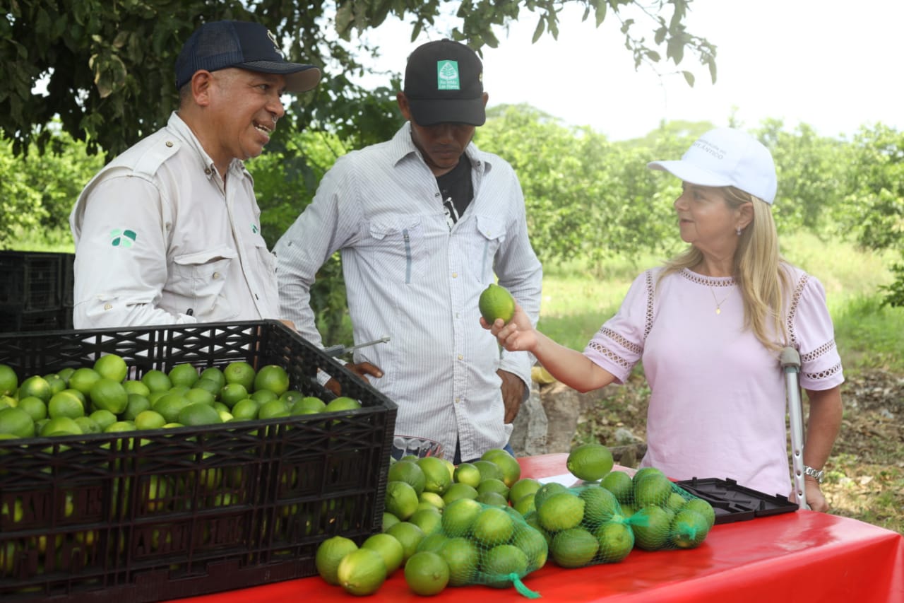 “Los productores de limón Tahití en Repelón ya están recogiendo su primera cosecha”: Elsa Noguera