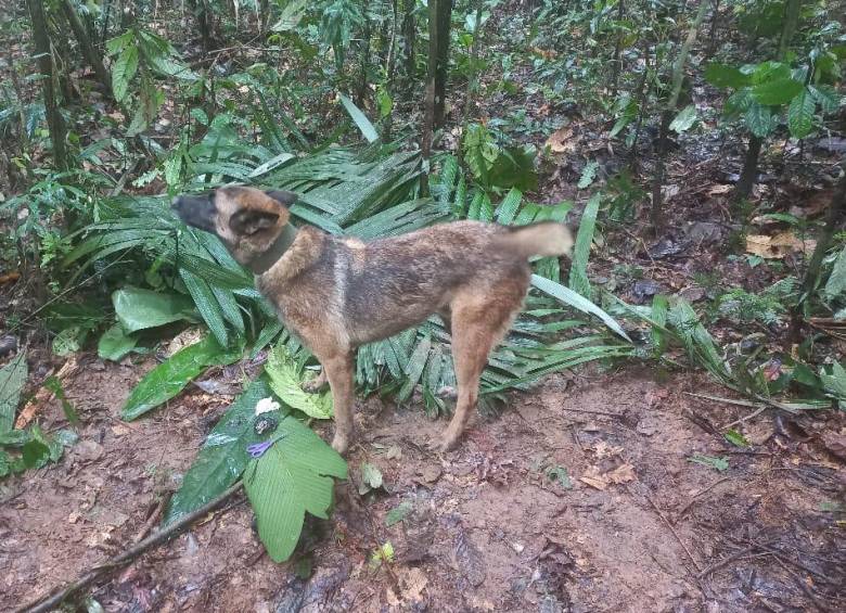 ‘Wilson’, el canino rescatista, continúa perdido en la selva del Guaviare tras el hallazgo de los niños indígenas