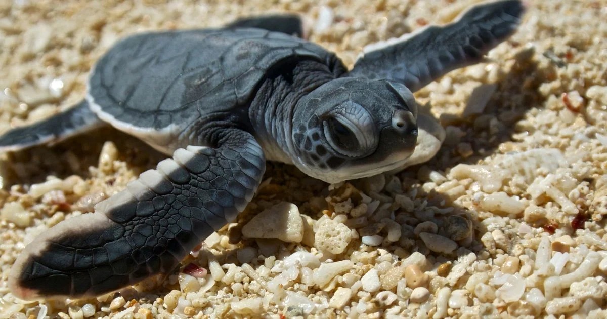 Un futuro seguro para las tortugas marinas