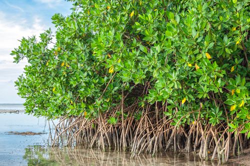 La Ciénaga de Mallorquín celebra el día internacional de la protección de los manglares
